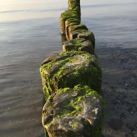 Strandlaeufer *